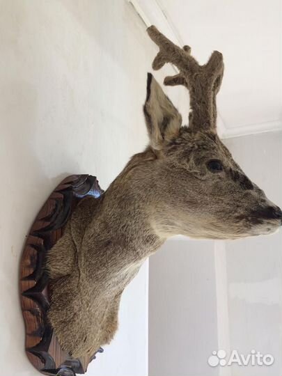Чучело головы оленя