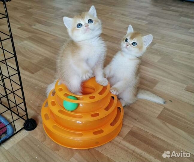 Ветеринарный хирург