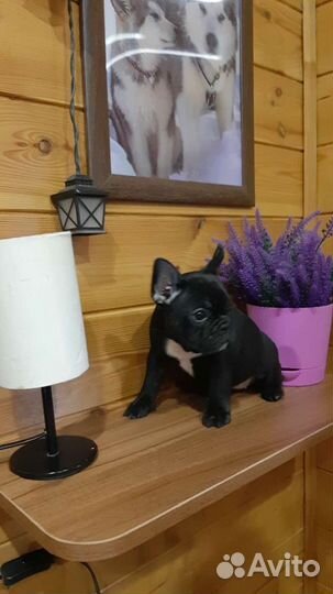 Французский бульдог щенки мини