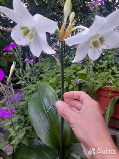 Эухарис амазонская лилия