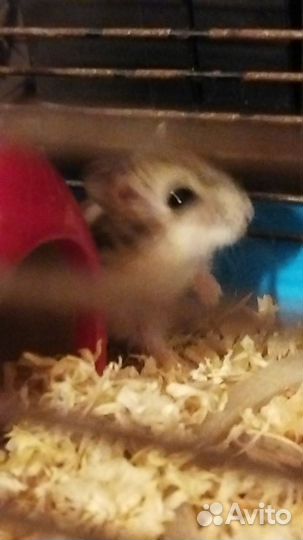 Джунгарский хомяк