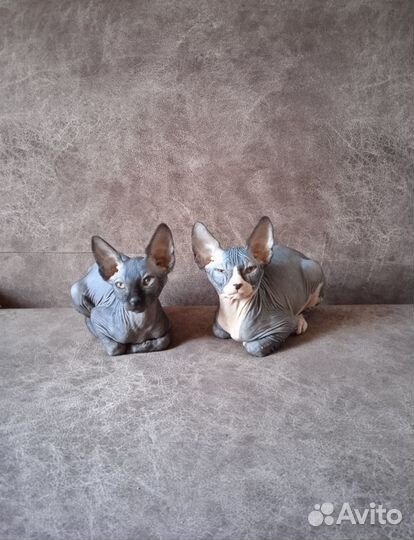 Канадский сфинкс котята