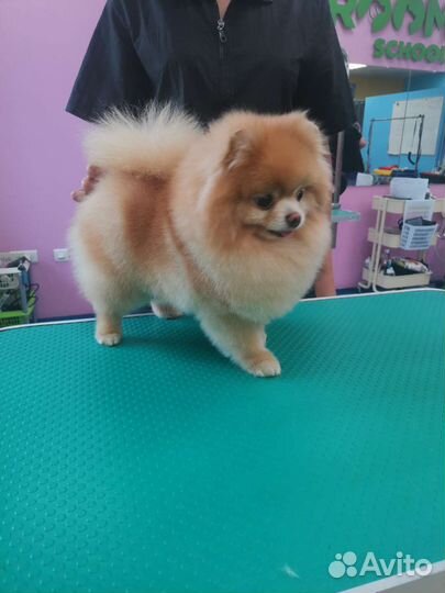 Груминг собак