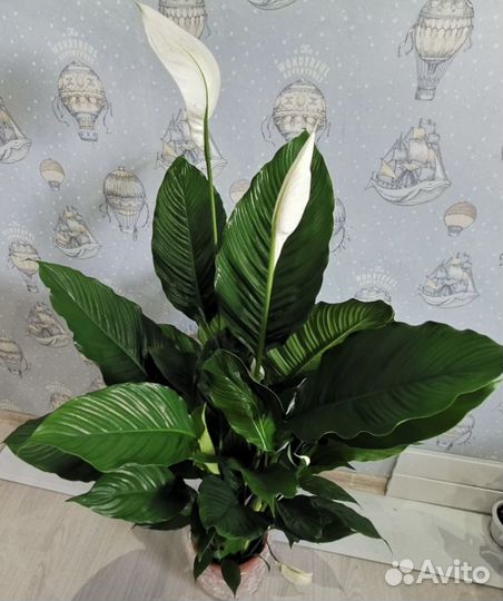 Спатифилум Королевский 24/120см
