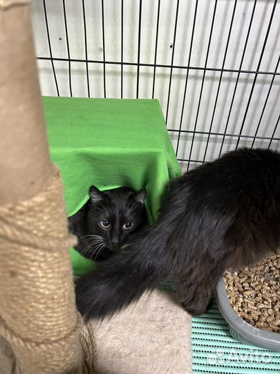 Коты и кошки