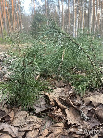 Кедры И псевдотсуги