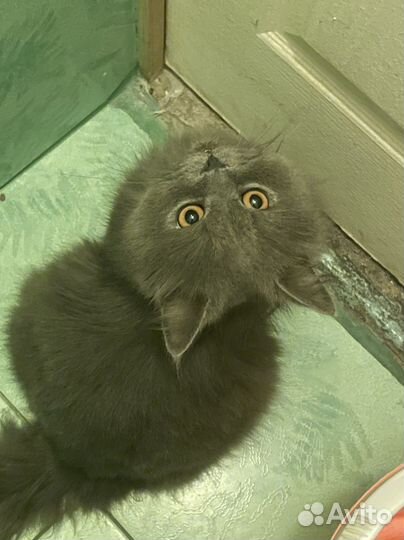 Котик в добрые руки