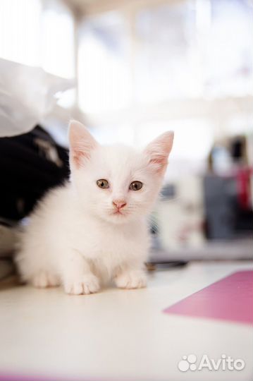 Белый котенок