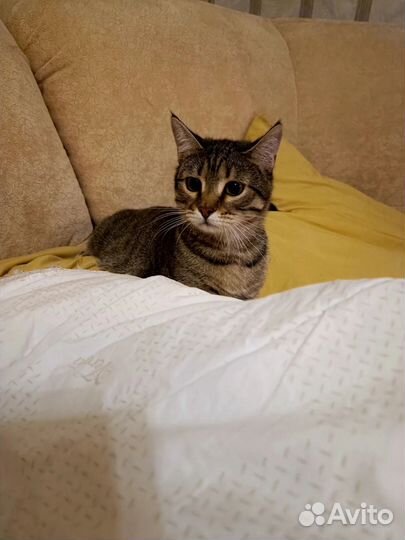 Усатый-полосатый Пунш 9 мес