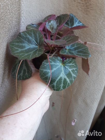 Комнатное растение (Камнеломка плетеносная)