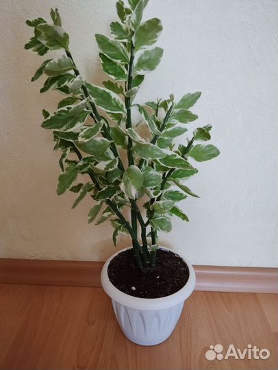 Педилантус