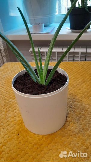 Алоэ вера лечебный