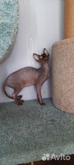 Канадский сфинкс