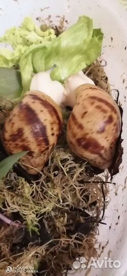 Улитки архахатины и ахатины и товары для улиток