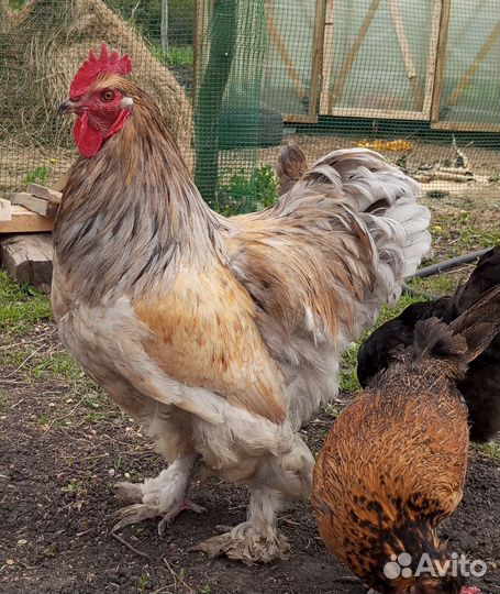 Петух, семья легорнов