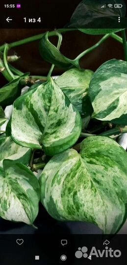 Эпипремнум марбл эппл (epipremnum marble apple)