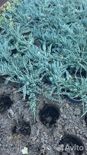 Туя смарагд, можжевельники