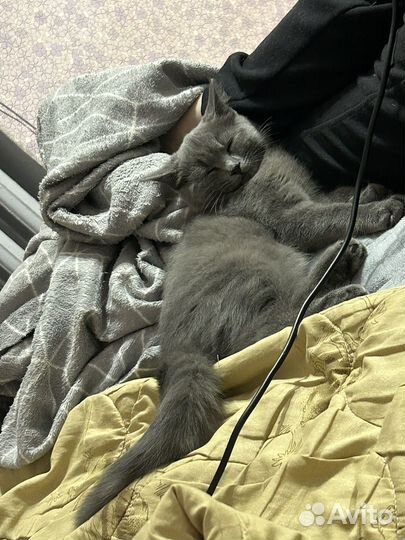 Котенок ищет дом
