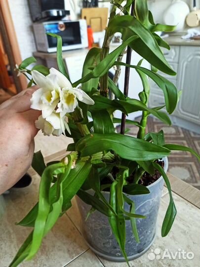 Орхидея дендробиум