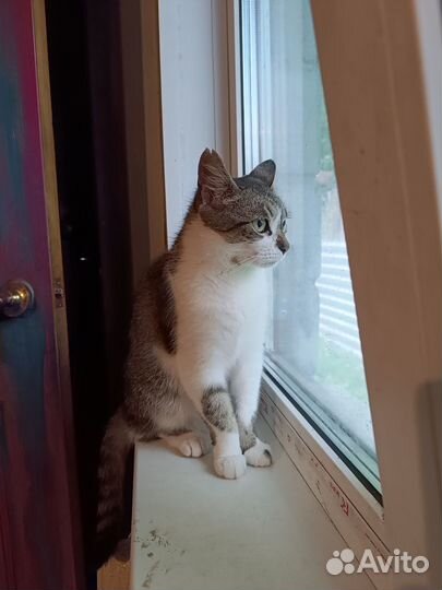 Кошка в дар