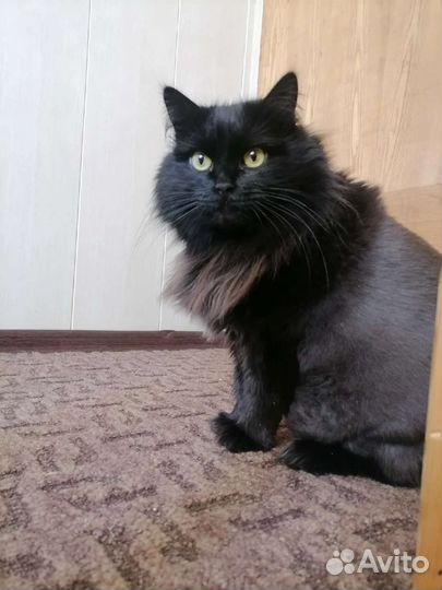 Кошка, 2 года