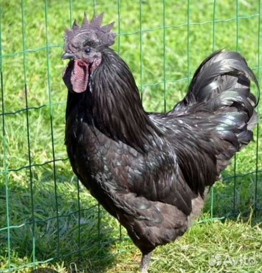 Петушки породистые