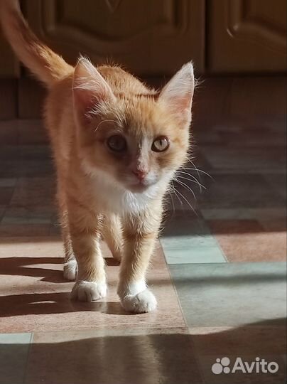 Нашли котенка