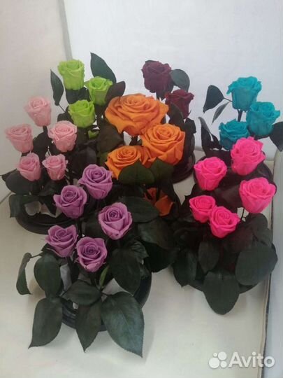 Стабилизированная роза в колбе оптом и в розницу