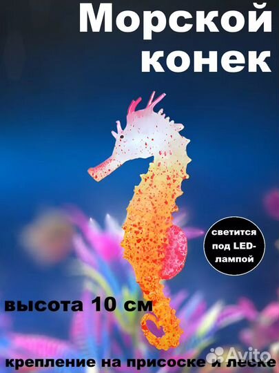 Морской конек для аквариума