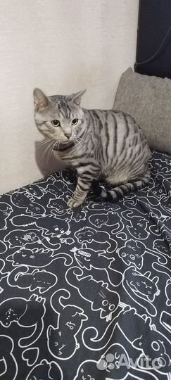 Отдам кота
