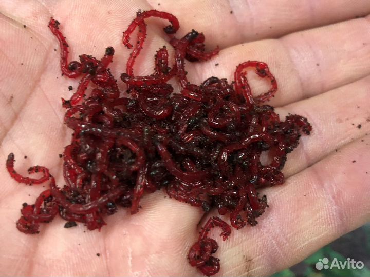 Мотыль уральский насадочный крупный