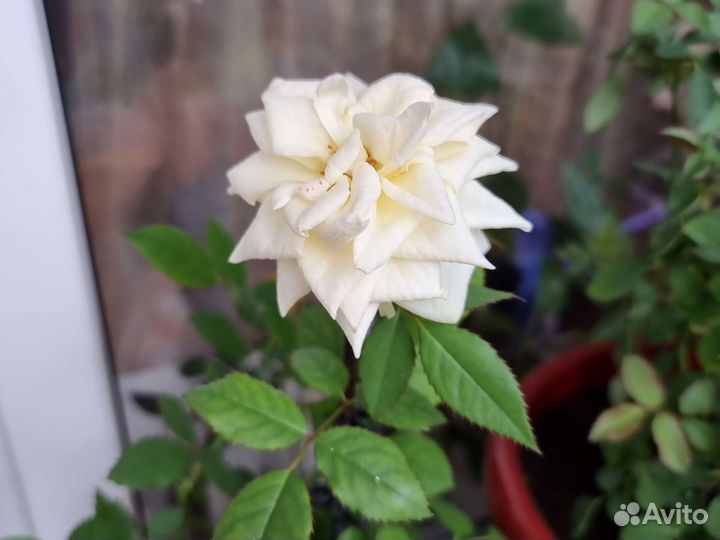 Роза кардана