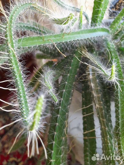 Ампельный неколючий кактус