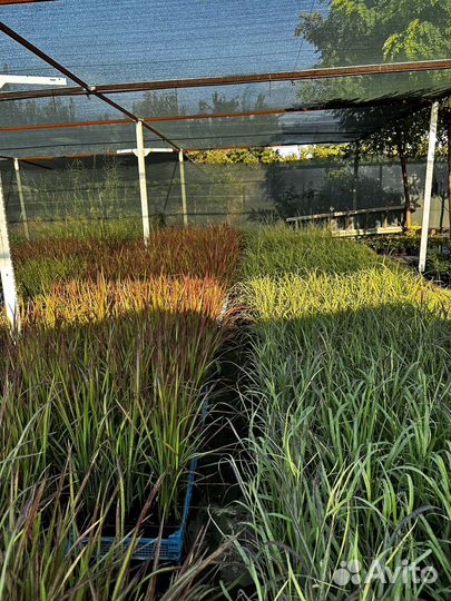 Императа ред барон, Пеннисетум, Осока