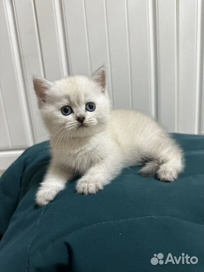 Британская кошечка