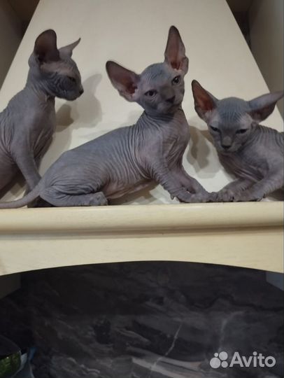Канадский сфинкс котенок