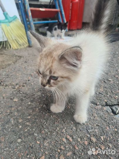 Красивые котята