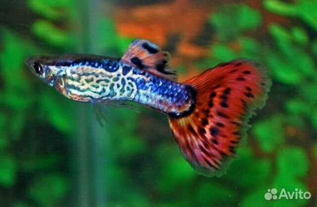 Гуппи кобра самки и самцы Аквариумные рыбки в асс