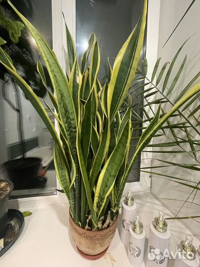 Цветы : пальма, лимон, тещин язык