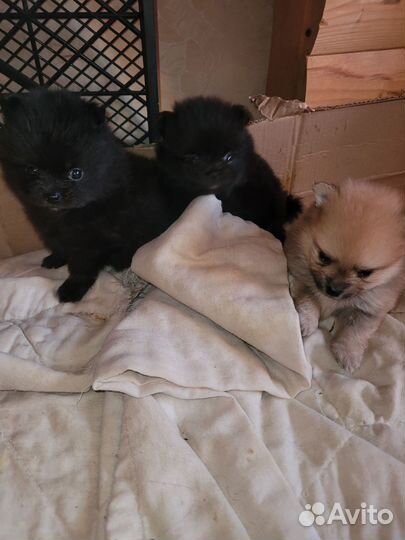 Мини куколки