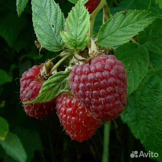 Саженцы ремонтантной малины