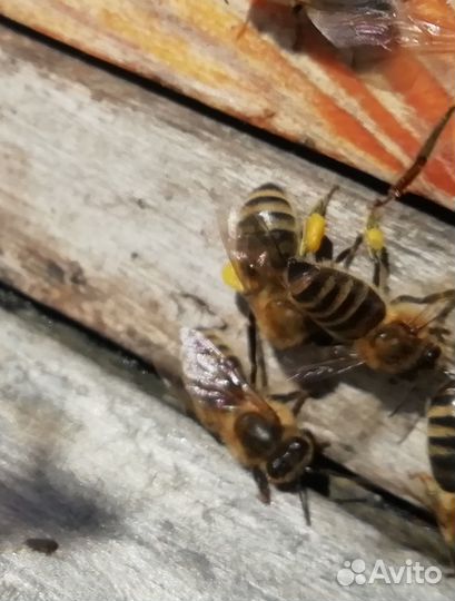 Пчелосемьи