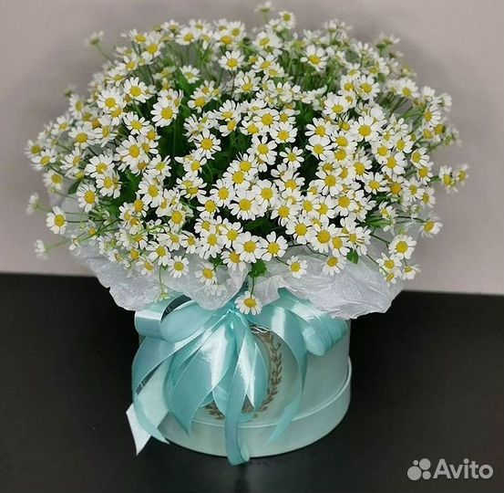 Цветы ромашки