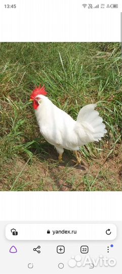 Петух