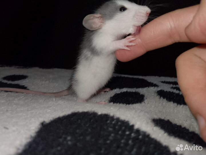 Декоративная крыса дамбо