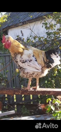 Петух Русской хохлатой