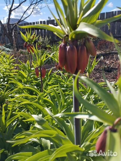 Королевский рябчик