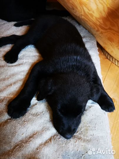 Продаю щенков