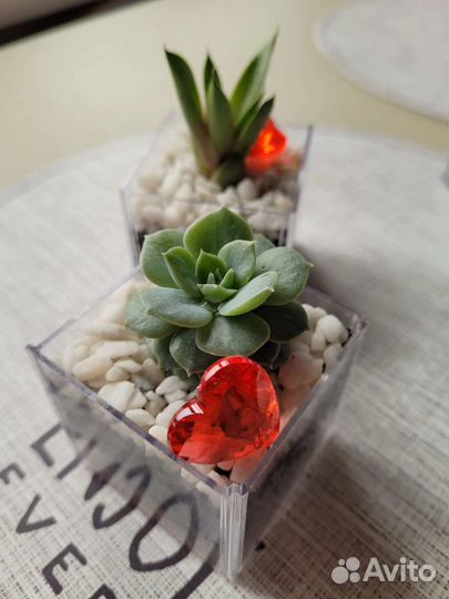 Флорариум. Разные виды суккулентов