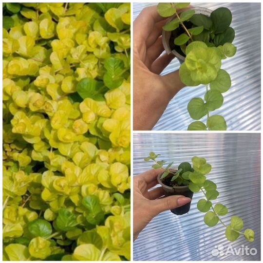 Растения садовые